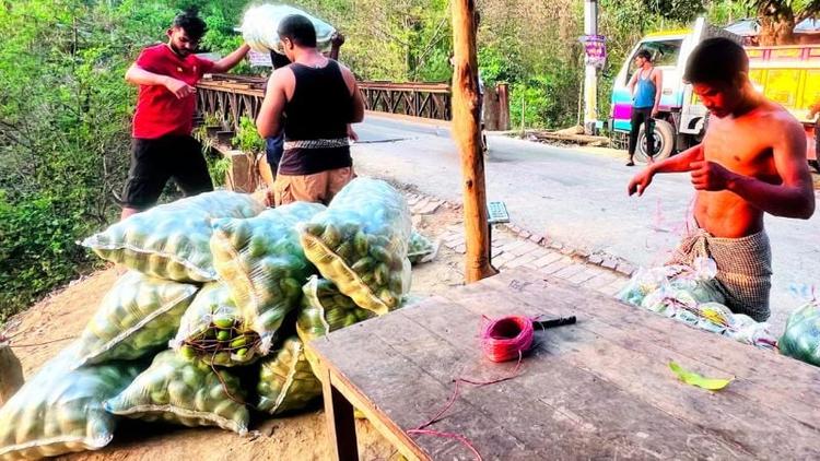 Bandarban growers selling off green mangoes
