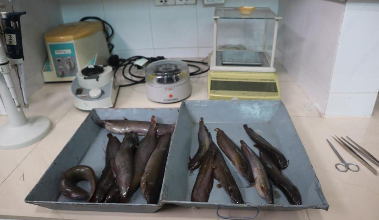 Shing fish's life secret revealed for the first time in Bangladesh