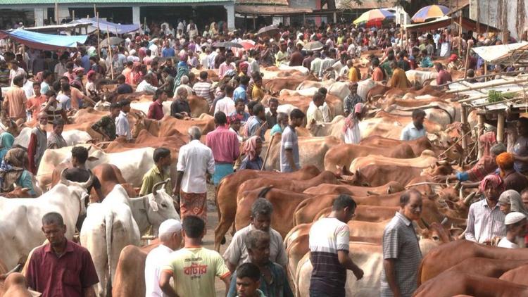 Cattle market cannot be set up in Aftabnagar: High Court