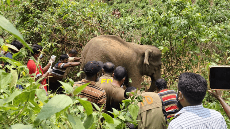 Injured wild elephant returns to forest after receiving treatment
