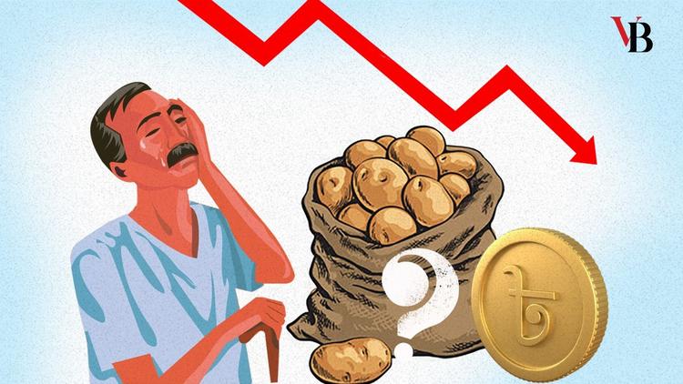 Potato price collapse